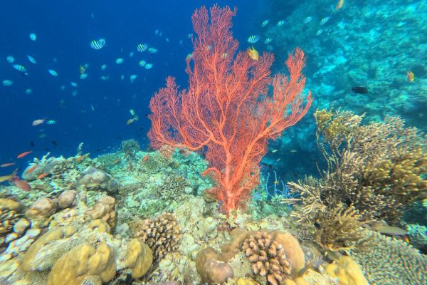 Menjangan West Bali Tour (12)