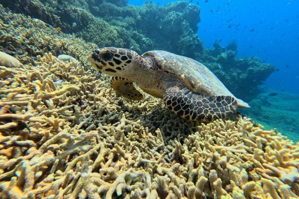 Menjangan West Bali Tour (5)
